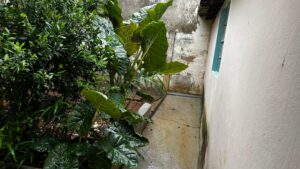 Quintal